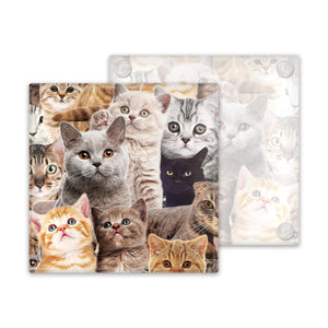 Crazy Cat Glass Coaster